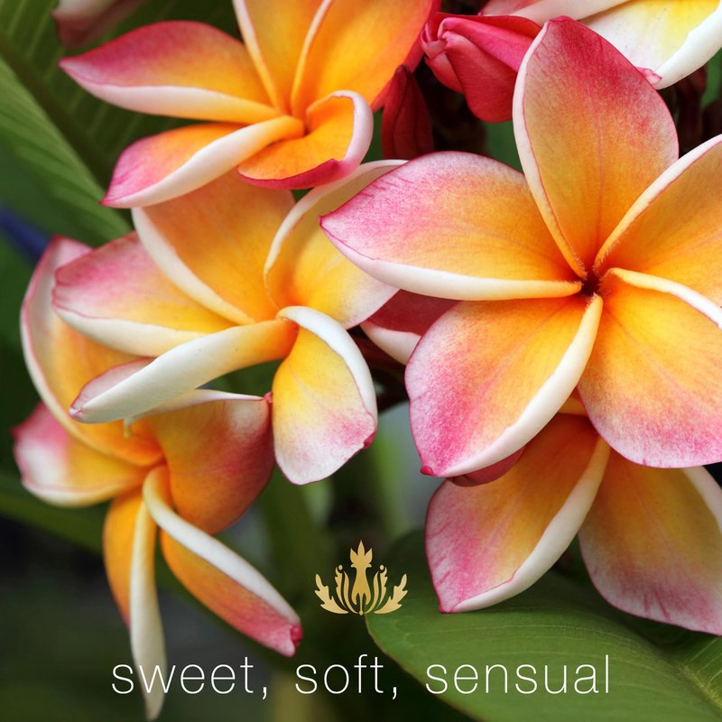 Malie Organics' Plumeria Perfume Oil Roll On with Organic Hawaiian fragrances, 1 Count (Pack of 1)