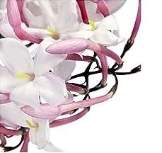 Lily Perfume Essence - Alcohol-Free Vegan Fragrance Oil | TSA Ready, Paraben & Phthalate Free
