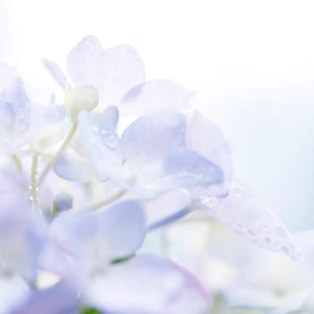 Lily Perfume Essence - Alcohol-Free Vegan Fragrance Oil | TSA Ready, Paraben & Phthalate Free