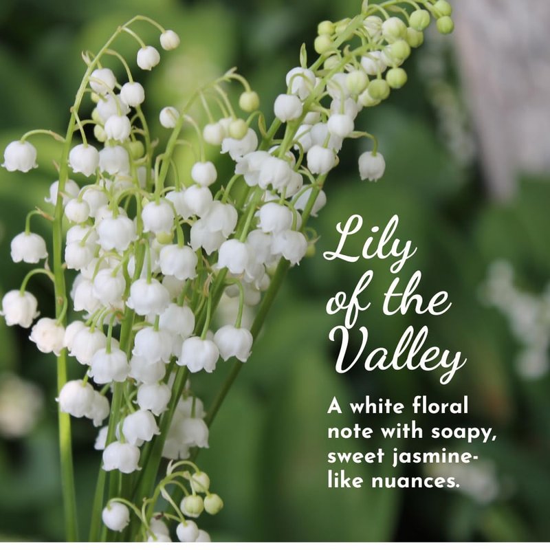 Herb & Root Lily of the Valley Eau de Parfum: Vegan, Cruelty-Free Womens Perfume, Delicate Floral Scent, Long-Lasting Clean Fragrance, oz Body Spray for Women