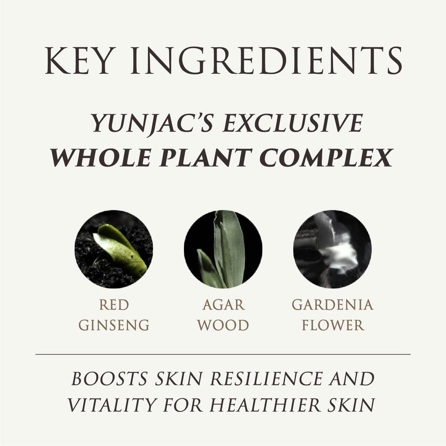 YUNJAC Whole Plant Effect Foam Cleanser (4.23 oz) - Gentle Creamy Matcha Foam Cleanser. Gently Removes and Cleanses. Hydrate and Soothe Skin.