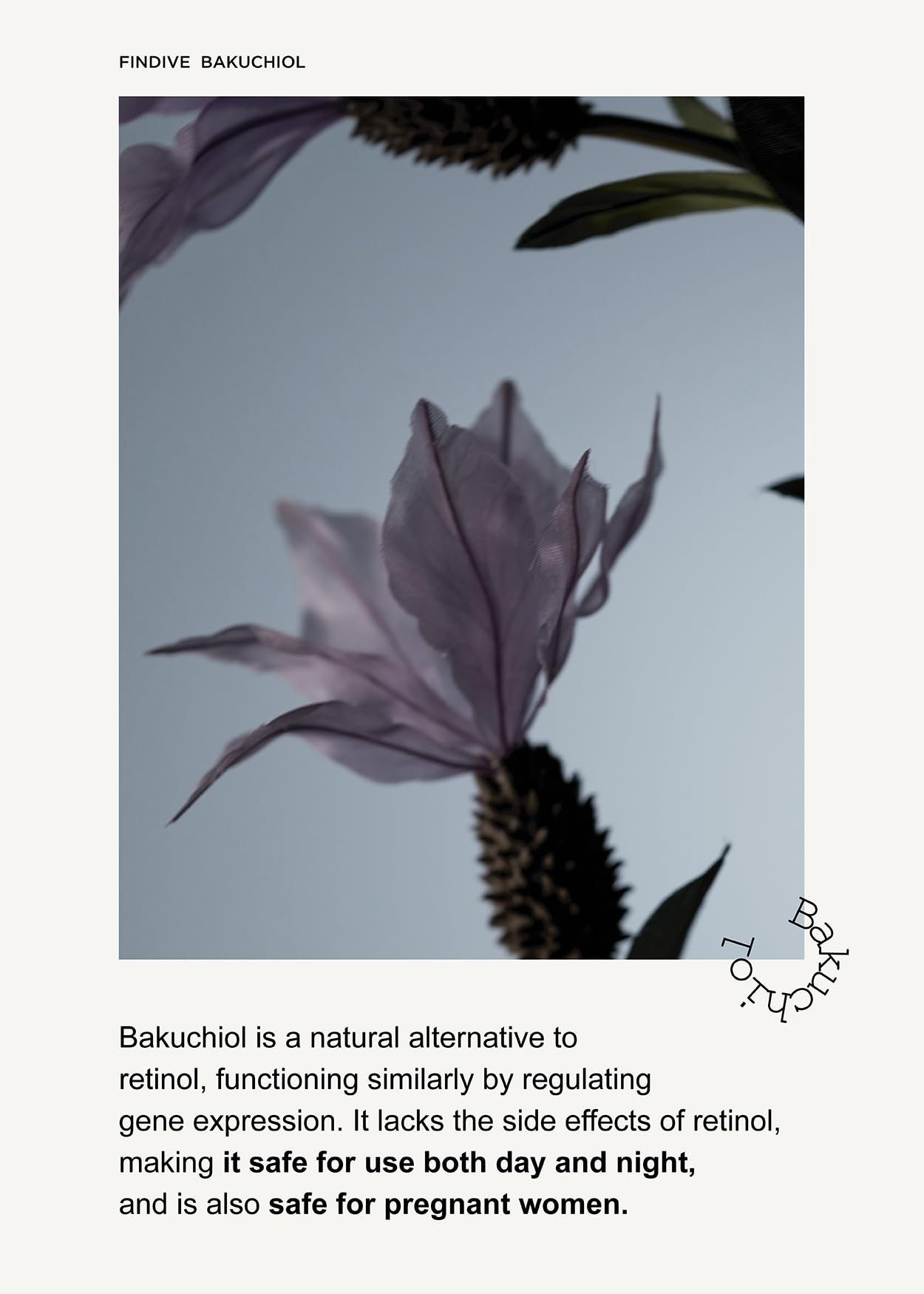 FINDIVE OFFICIAL Bakuchiol Ampoule Lip Mask, Bakuchiol, Plan-Based Retinal Alternative, Korean Skincare 8g