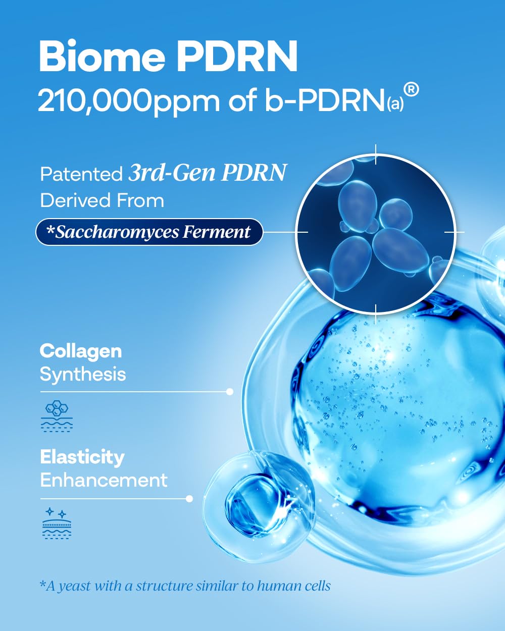 Bano PDRN 500 Ampoule – Firming & Hydrating Serum with PDRN, Peptides, Collagen & Hyaluronic Acid | Korean Skincare for Sensitive Skin | Fragrance-Free | 1.01 fl oz