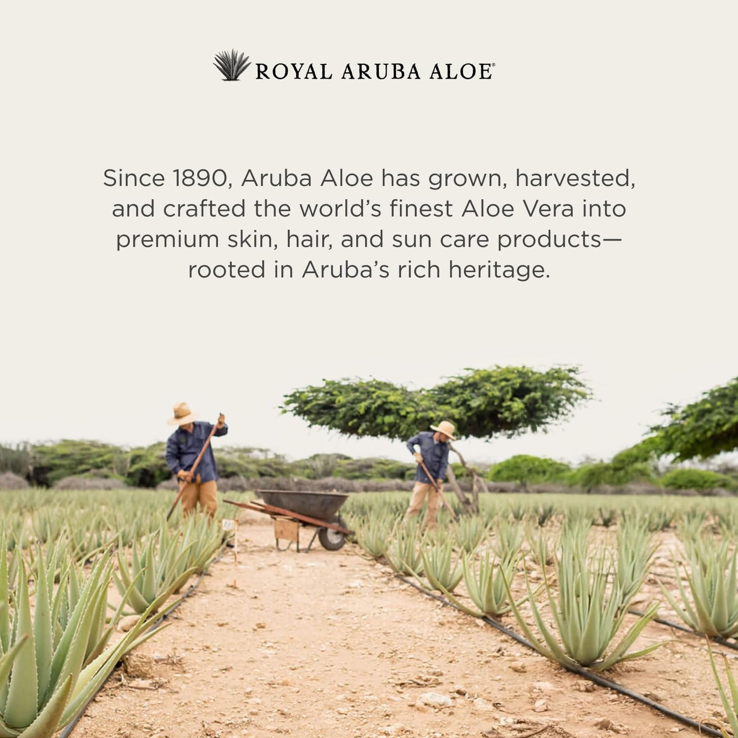 Aruba Aloe Hydrating Aloe Rich Sunscreen SPF 30 - Broad-Spectrum UVA/UVB Sunblock Lotion - Lightweight, Water-Resistant, Non-Greasy Sun Protection for Face and Body - 6 oz