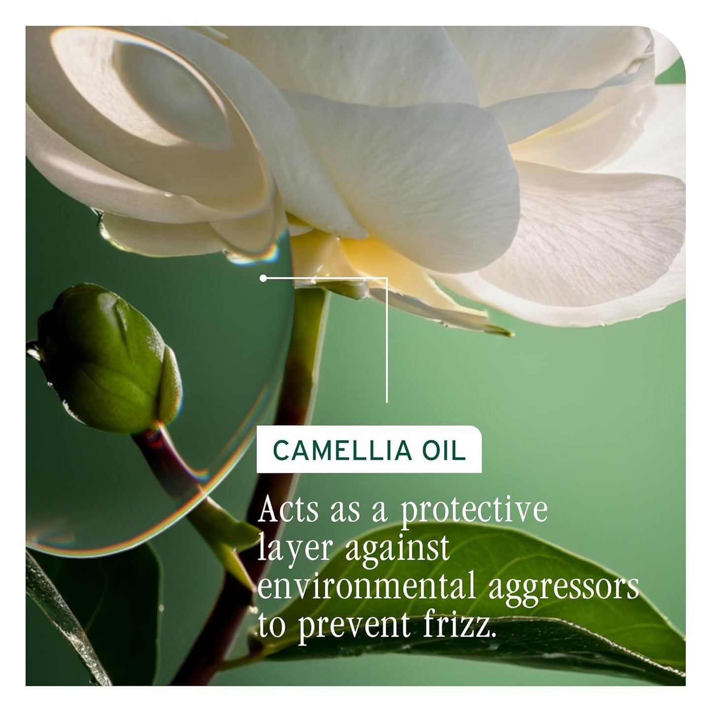 Biolage Smooth Proof Serum - Frizz Control Hair Serum with Camellia Oil & Glycerin | Hydrates & Heals Brittle Strands