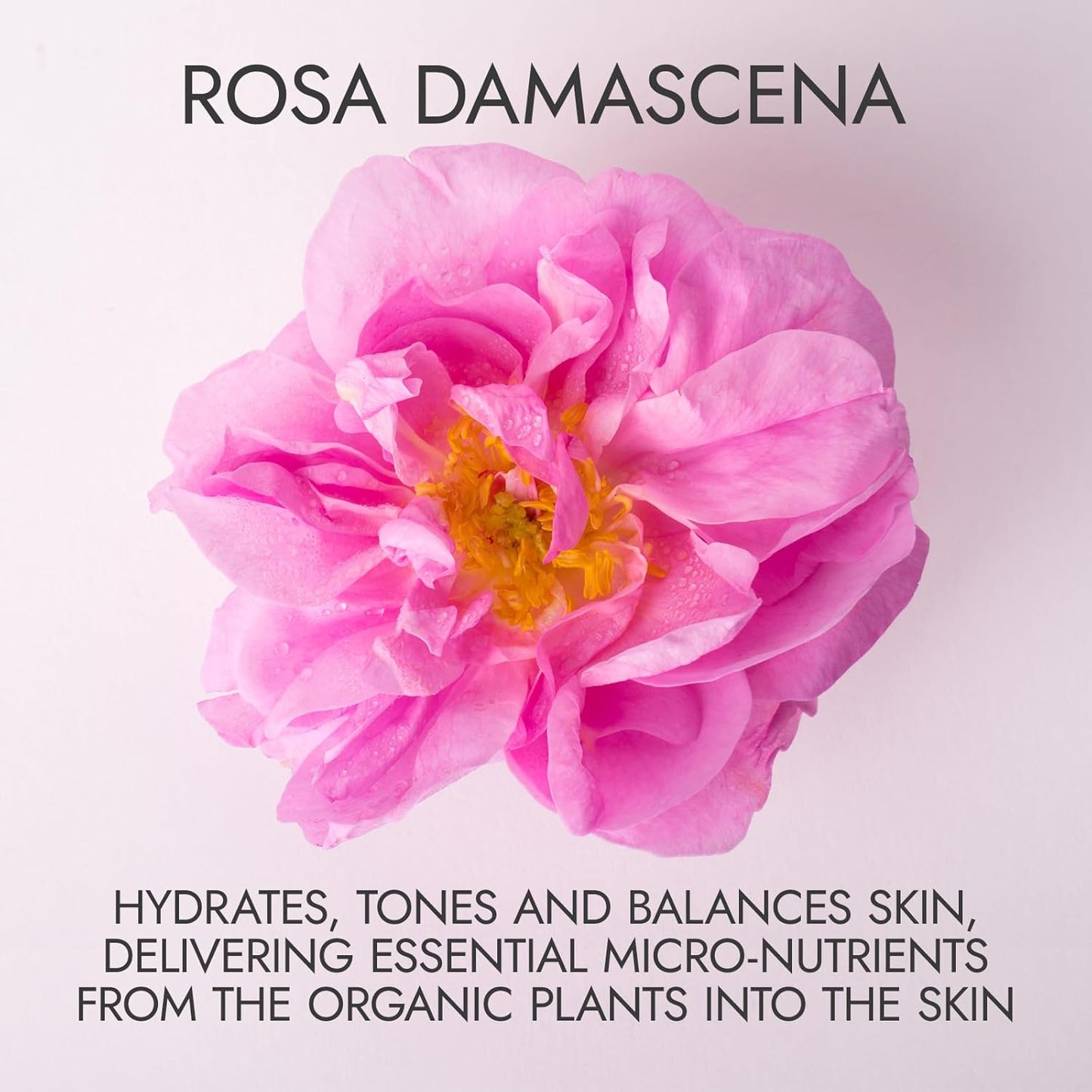 Alteya Organics Rose Water - USDA Certified Organic Facial Toner | 8 Fl Oz Pure Bulgarian Rosa Damascena
