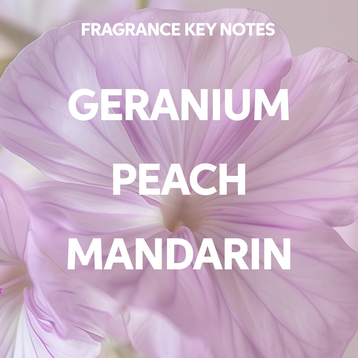Wella Professionals Elements Renewing Shampoo with Aloe Vera | Gentle for All Hair Types | Without Sulfate & Silicone | 8.4 Fl Oz