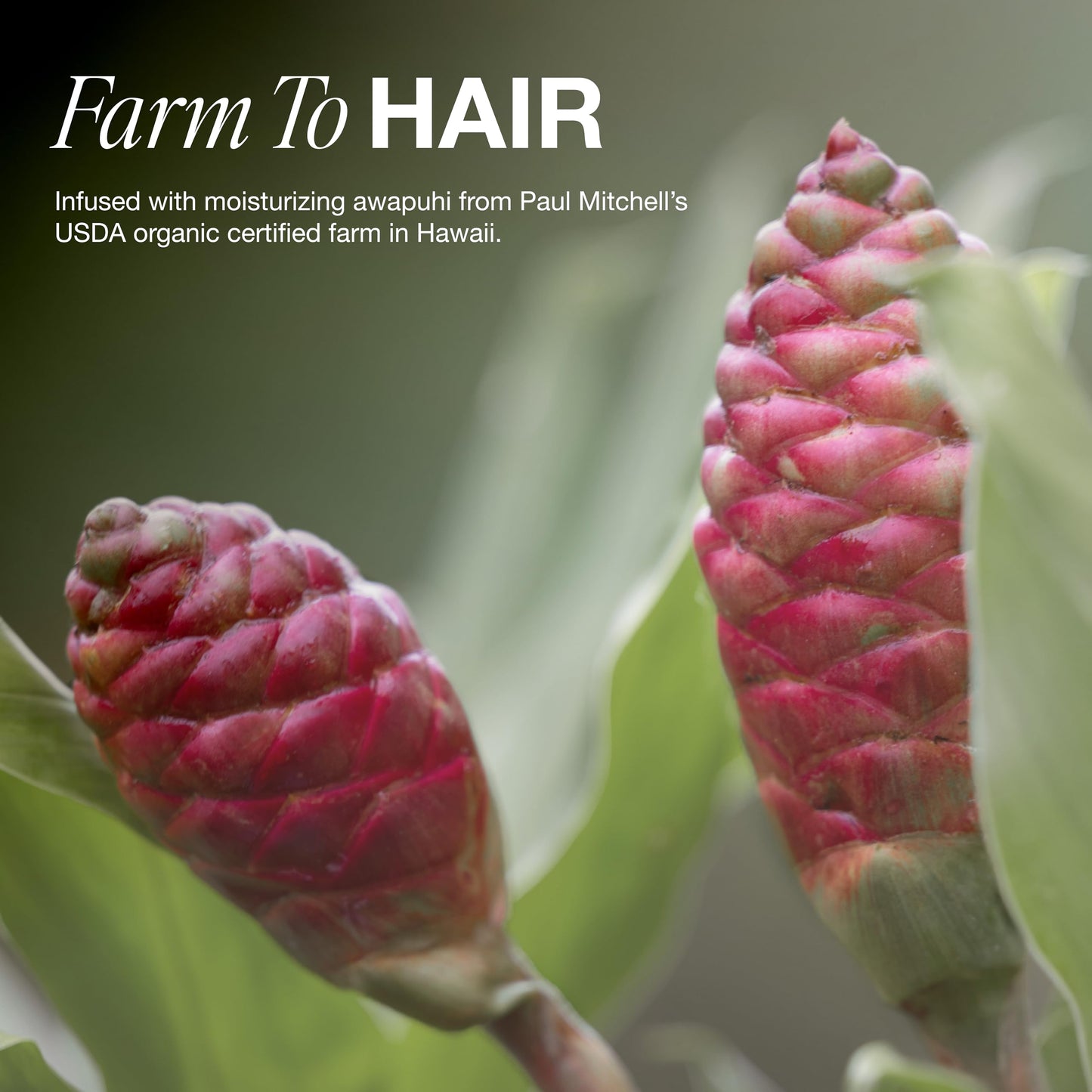 Paul Mitchell Awapuhi Shampoo, Balances Moisture + Adds Shine, For All Hair Types, Especially Fine + Static-Prone Hair