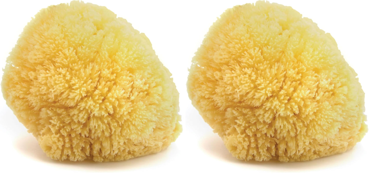 Neptune Caribbean Sea Sponge, Hand Cut, Large, Approx. 6-7 inches (Pack of 2)