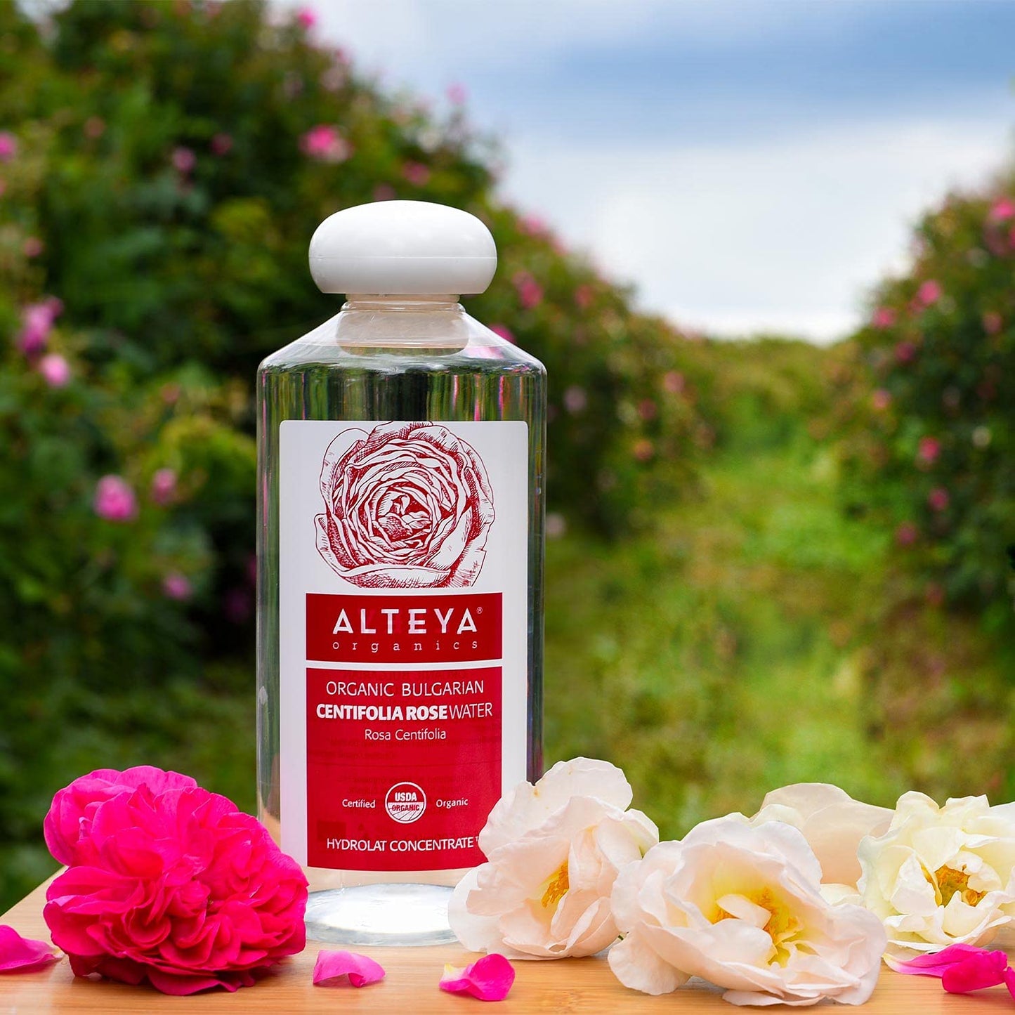 Alteya Organic Centifolia Rose Water 500ml - 100% USDA Certified Organic Big Bottle Authentic Pure Rosa Centifolia Flower Water Steam-Distilled and Sold Directly by the Rose Grower Alteya Organics