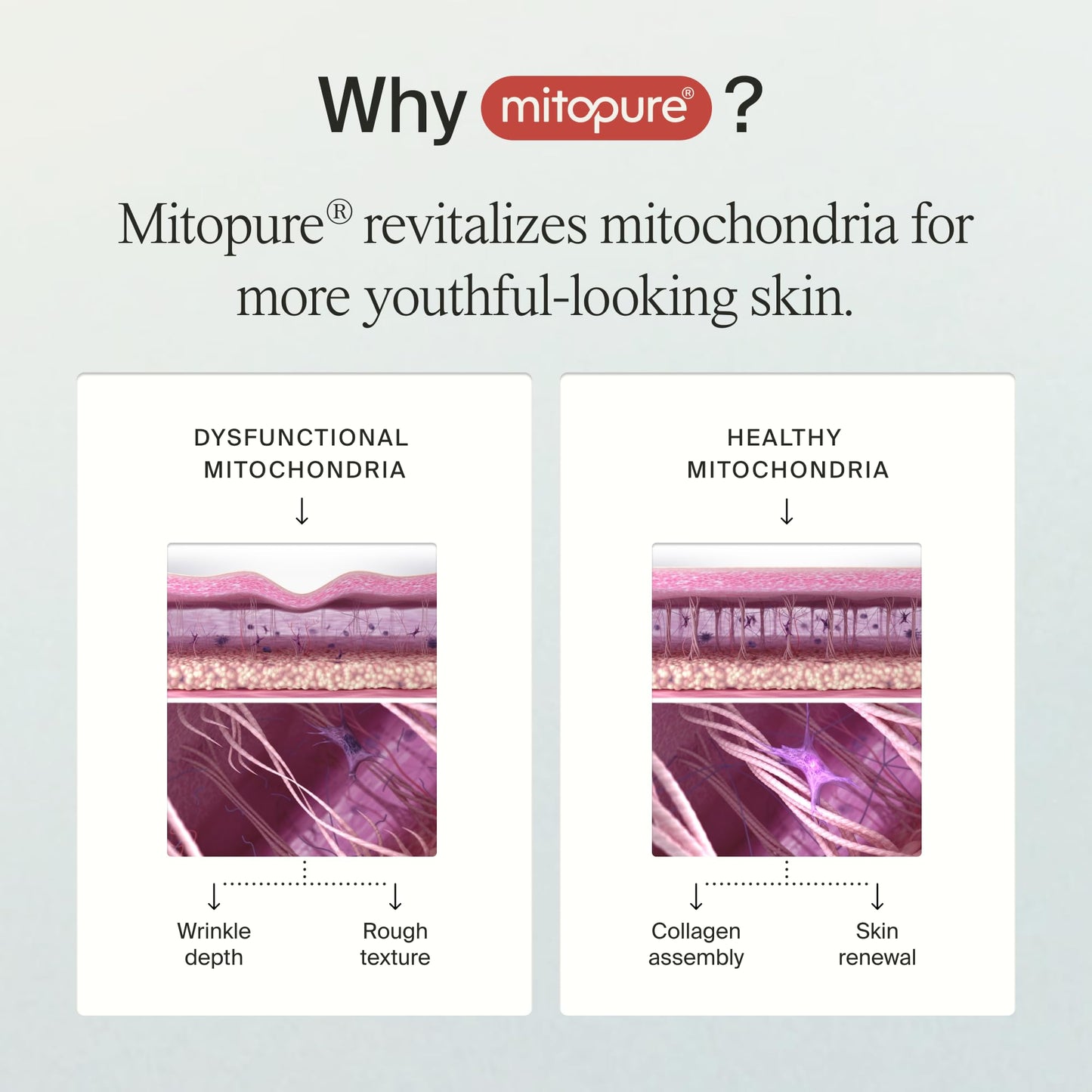 Timeline Mitopure™ Firming Serum Anti-Aging Treatment With Antioxidants - Lifting, Brightening, Hydrating & Wrinkle Reducing For All Skin Types - 1 Fl Oz