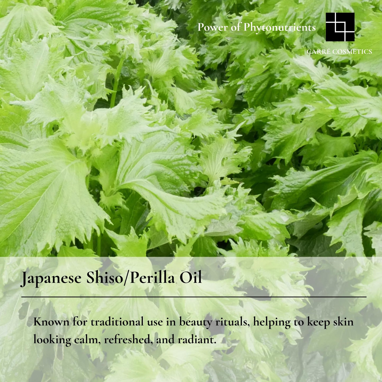 CARRÉ COSMETICS SHISO/PERILLA OIL CLEANSER with Japanese Shiso Oil, Gentle Makeup Remover (100mL/3.4oz)