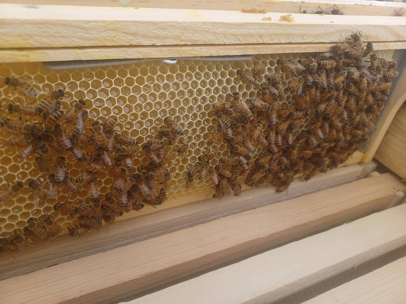 Anthony's Beehive | Wire-Free Beeswax Foundation Gripper - 60 Pack for Shallow Langstroth Frames