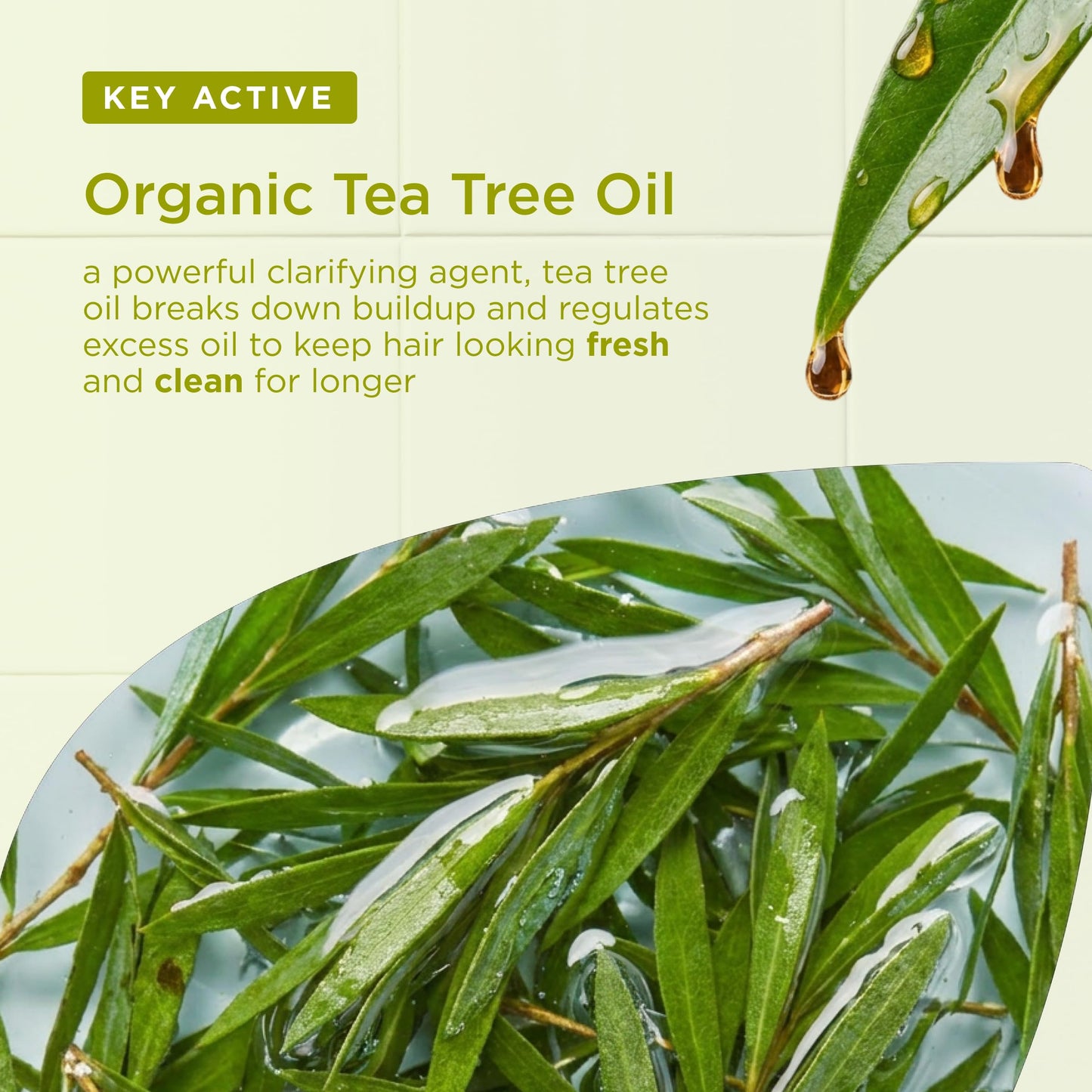 Organic Doctor Tea Tree, Shampoo, 9 Fluid Ounce