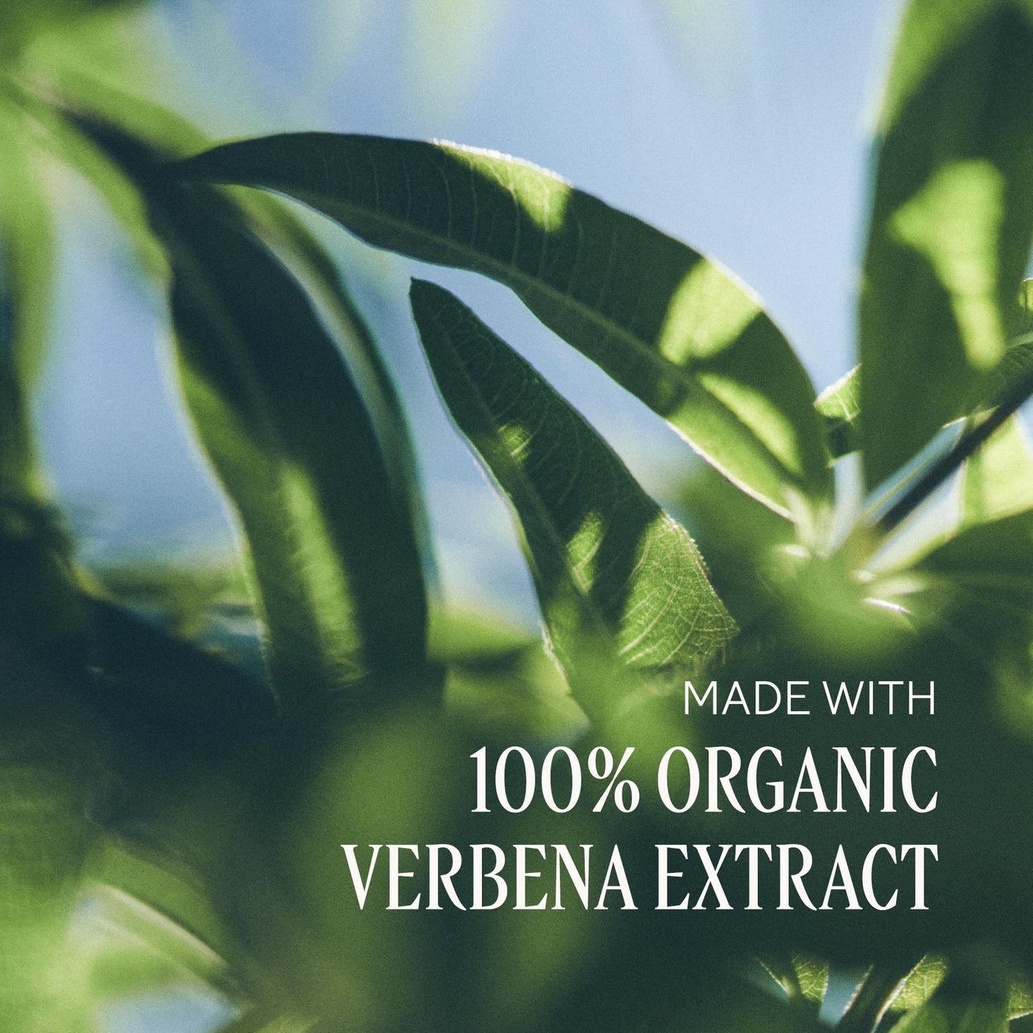 L'Occitane Shea Butter Hands & Body Verbena Extra-Gentle Lotion 10.10 fl. oz