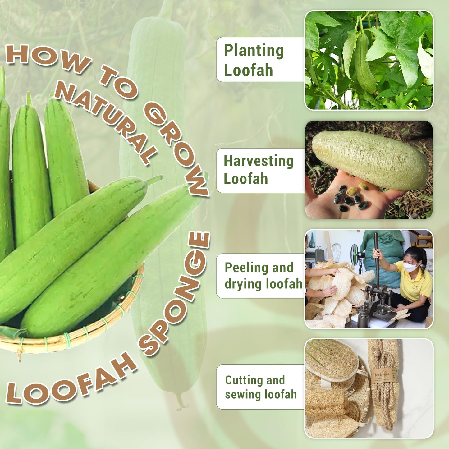 Herbvian Vietnamese Natural Loofah Exfoliating Body Scrubber Pads, Dish Wash Sponges and Whole Gourd Back Exfoliate
