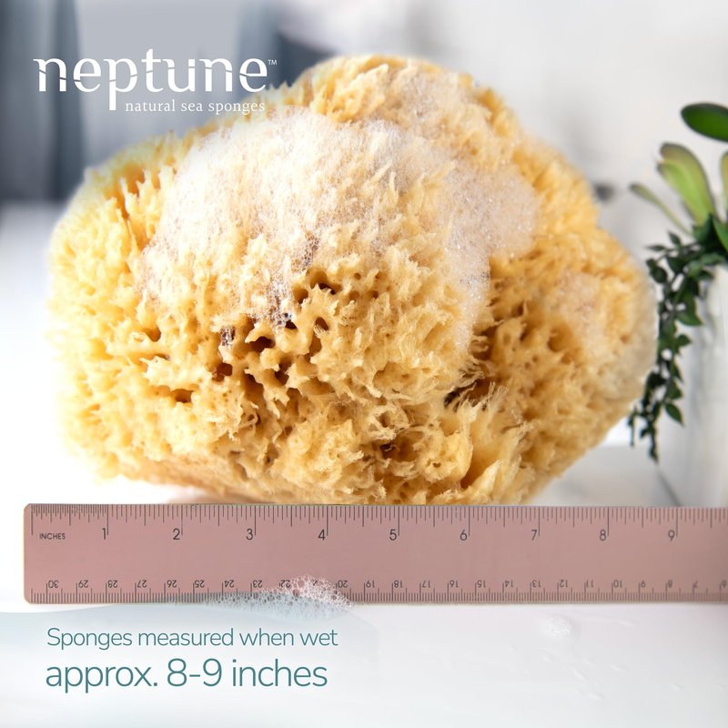 Neptune Sea Wool Sponge, Approx. 8"", 1 Count (Pack of 1), Yellow