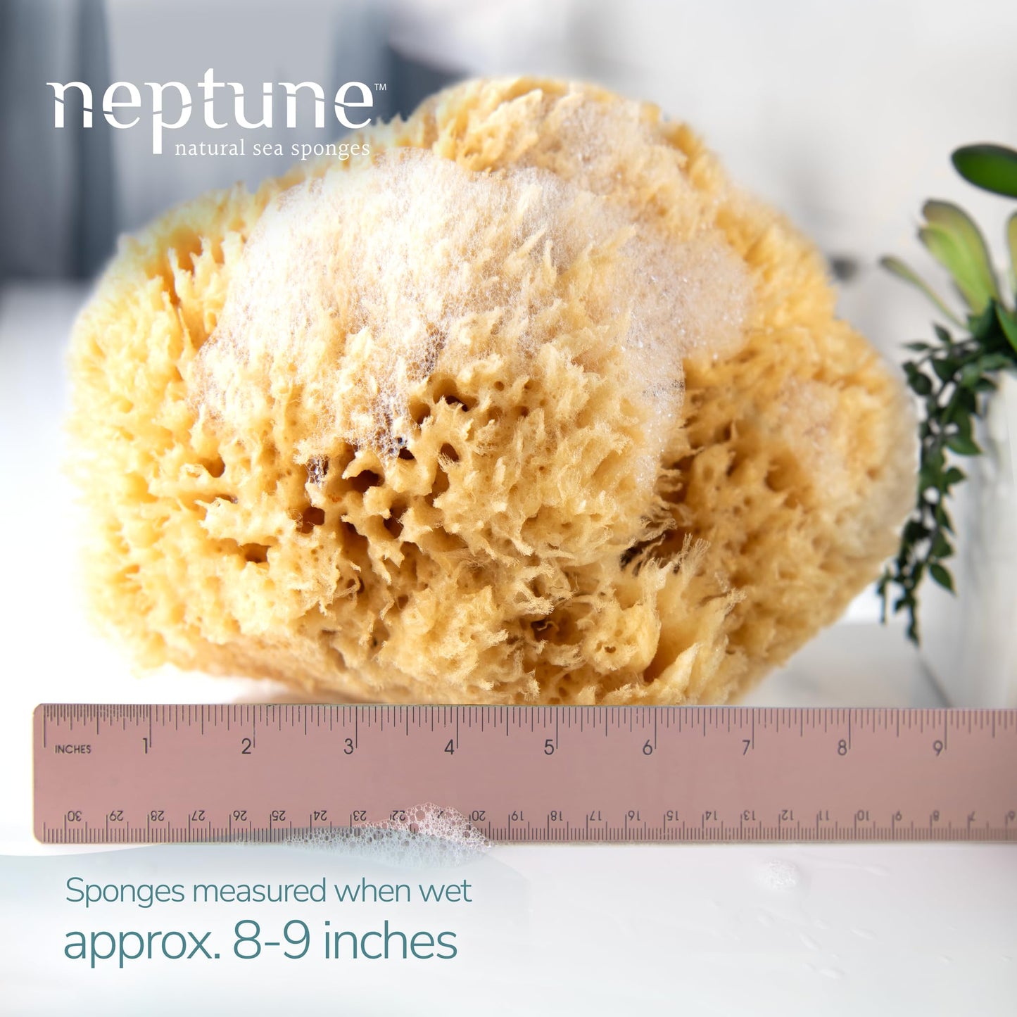 Neptune Sea Wool Sponge, Approx. 8"", 1 Count (Pack of 1), Yellow