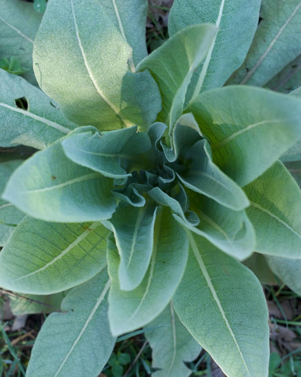 Mullein Blend - Organic Respiratory Support & Expectorant | Fast-Absorbing 1 oz