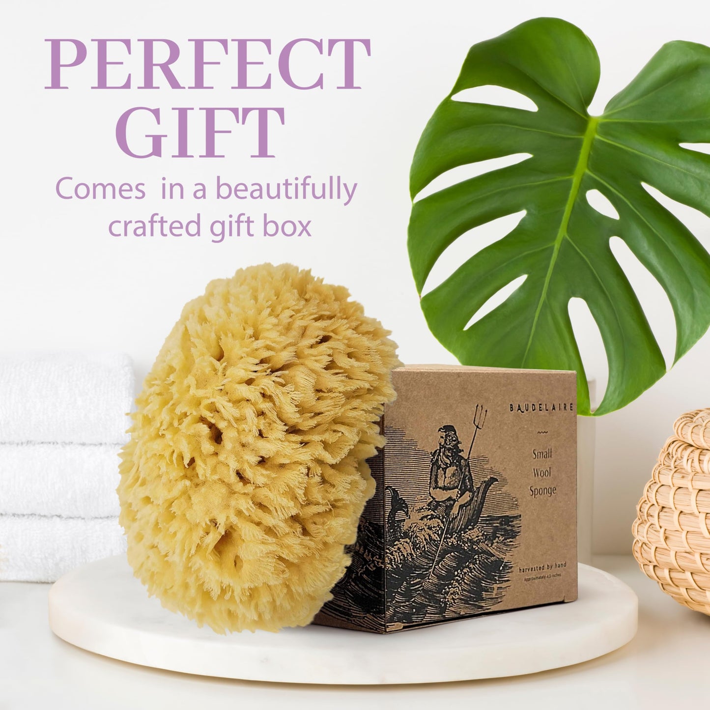 Sea Wool Sponge by Baudelaire 5.5" - Natural Sea Sponges for Bathing - Bath Sea Sponge for Shower - Natural Sea Sponge Loofah | Durable | Sustainable & Environment-Friendly Natural Sponges for Body