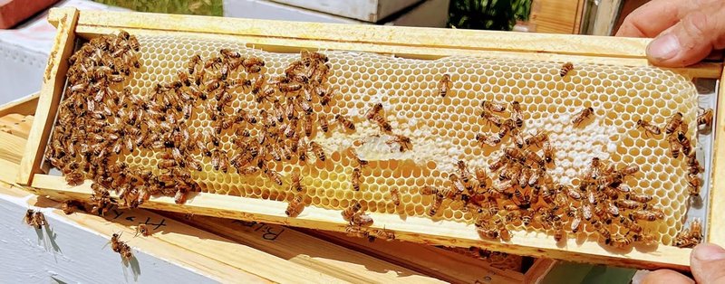 Anthony's Beehive | Wire-Free Beeswax Foundation Gripper - 60 Pack for Shallow Langstroth Frames