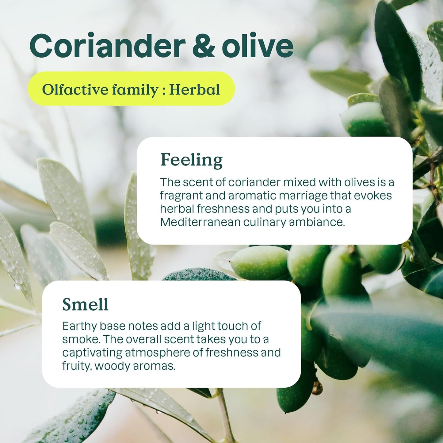 ATTITUDE Vegan Foaming Hand Soap Bundle - Coriander & Olive, 10 Fl Oz + 35.2 Fl Oz Refill