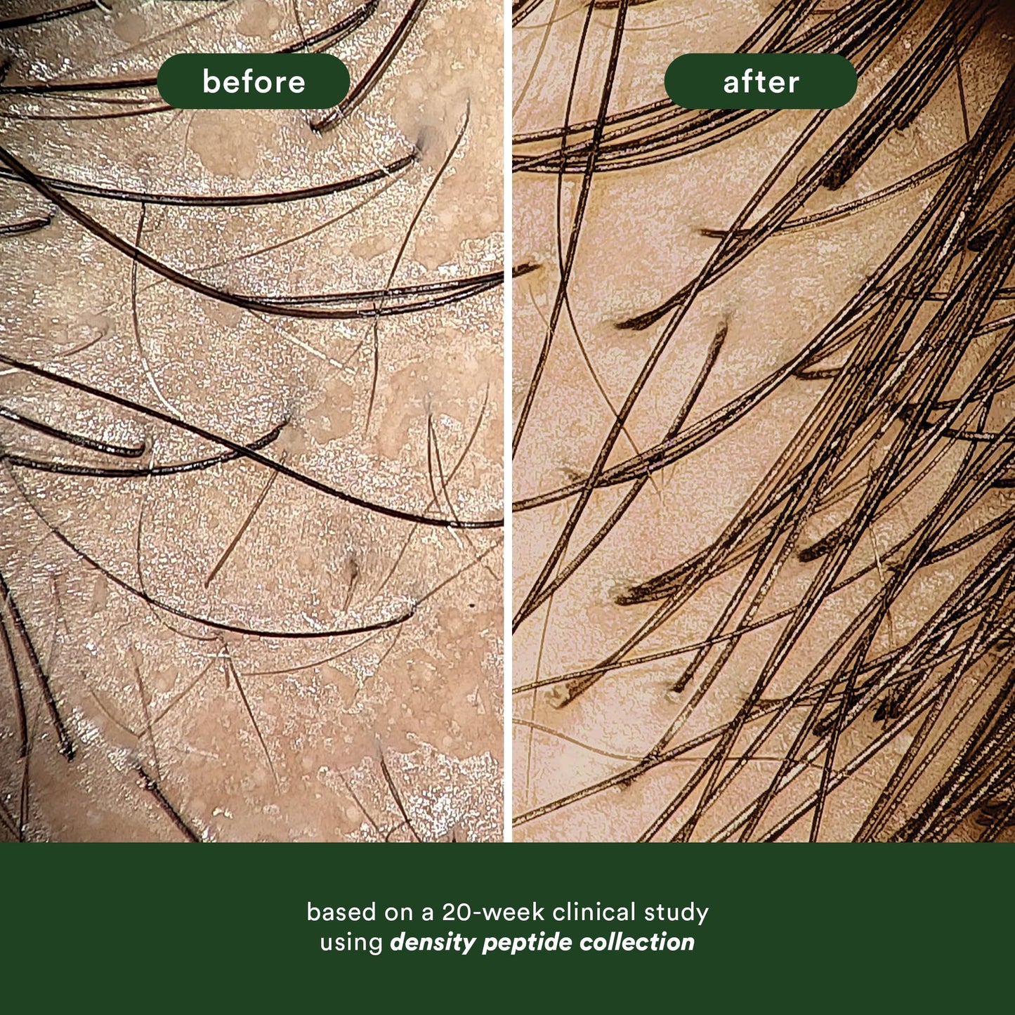 VERB Density Peptide Shampoo 12 fl oz - Visibly Thicken + Reduce Signs of Shedding- No Parabens or Harmful Sulfates