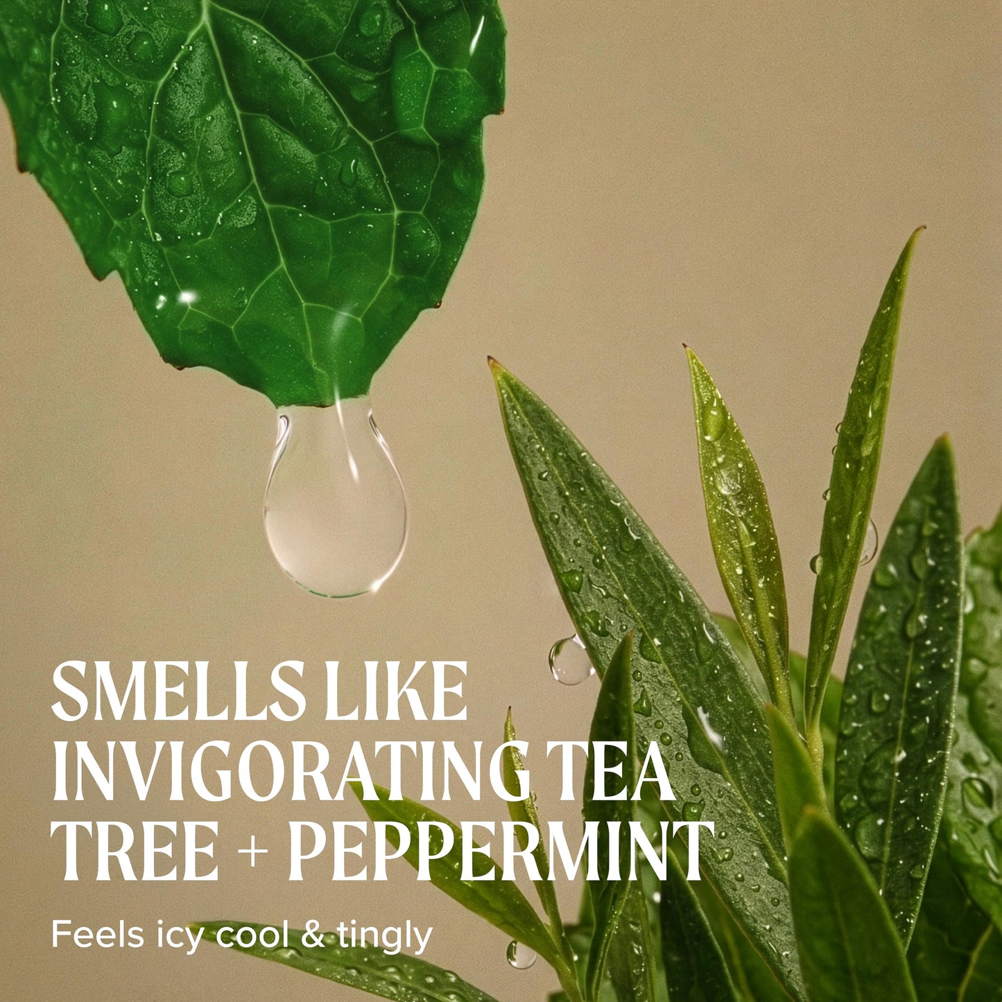 Tea Tree Special Shampoo, Deep Cleans, Refreshes Scalp, Especially Oily Hair, For All Hair Types